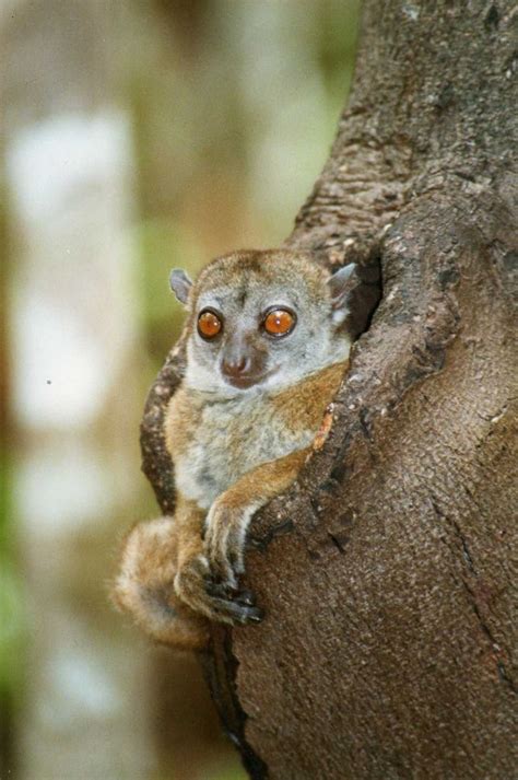 Northern Sportive Lemur Lemur Endangered Animals Animal Planet