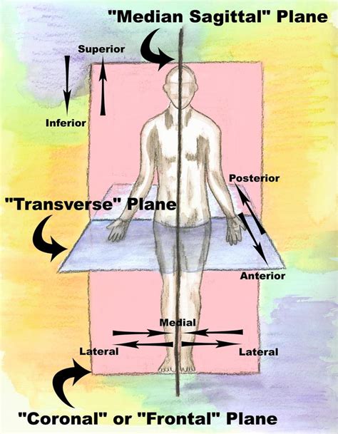 Anatomical Directional Terms You Should Know Sagittal Plane And Planes