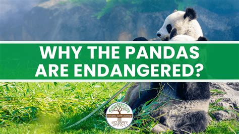 Why The Pandas Are Endangered Pulsewhy