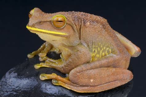 Giant Tree Frog Frog Boophis Albilabris Stock Photo Image Of Yellow