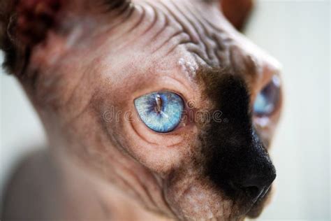 Sphynx Cat Stock Image Image Of Eyes Nature Kitty 156060181