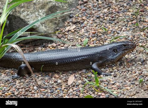 The Land Mullet Skink Is Australias Largest Skink Stock Photo Alamy