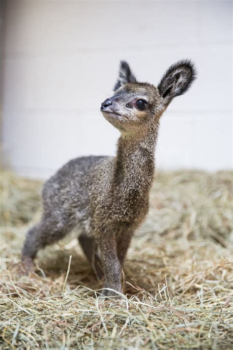 This Teeny Tiny Dwarf Antelope Looks Like A Disney Creature Come To