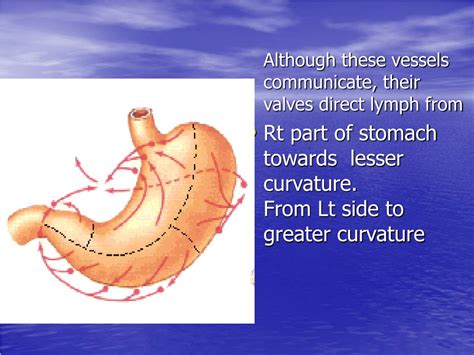 Ppt Anatomy Of Stomach And Its Relations Powerpoint Presentation