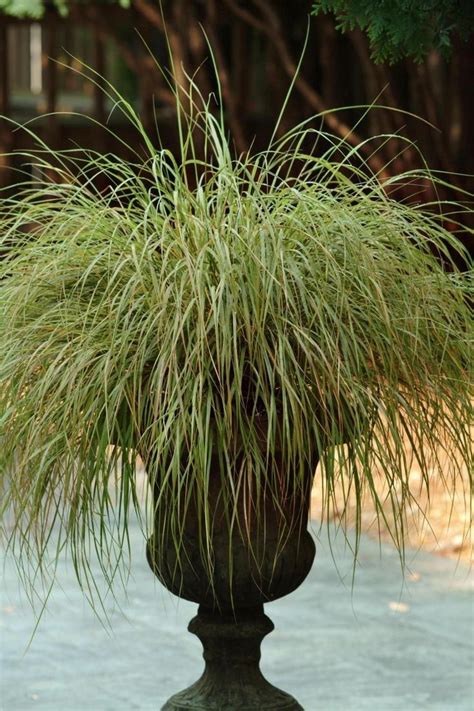 40 Best Ornamental Grasses For Containers 16 Ornamental Grasses