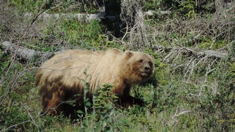 Travel With Kevin And Ruth Grizzly Bear Sighting
