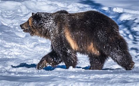 Download Wallpapers Grizzly 4k Winter Wildlife Grizzly Bear