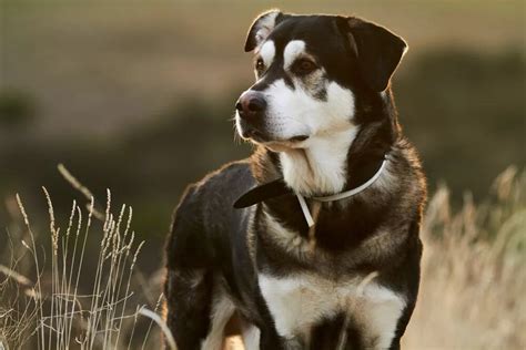 Husky Mastiff Mix Bullsky Personality Health And Grooming Timberwolfpet