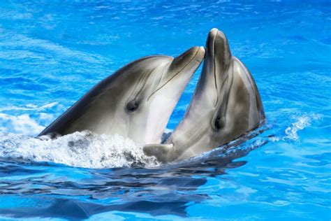 Female Dolphins Have A Clitoris That Provides Sexual Pleasure Earth Com