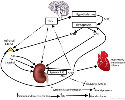 Reninangiotensin System Basic And Clinical Aspects—a General Perspective Endocrinología