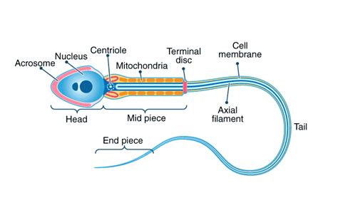 Flagella And Cilia Definition Structure And Functions Rs Science