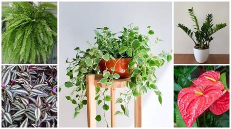 Top 113 Plantas De Sombra Con Flores Para Interiores Anmbmx