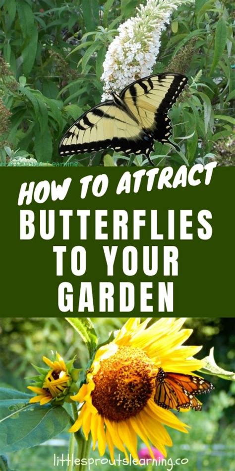 How To Attract Butterflies To Your Garden Little Sprouts Learning