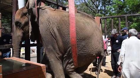 Pakistan Elephant Rescue International Vets Travel To Karachi Zoo To
