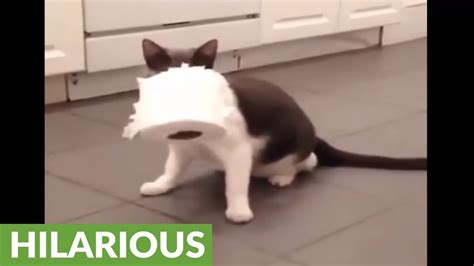 Crazy Cat Obsessed With Stealing Toilet Paper Rolls Youtube
