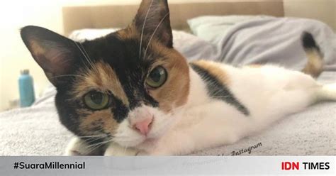 Apakah nama kucing betina yang berwarna cokelat kemerahan? Nama Nama Kucing Jantan Melayu - 81021+ Nama Untuk Kucing ...