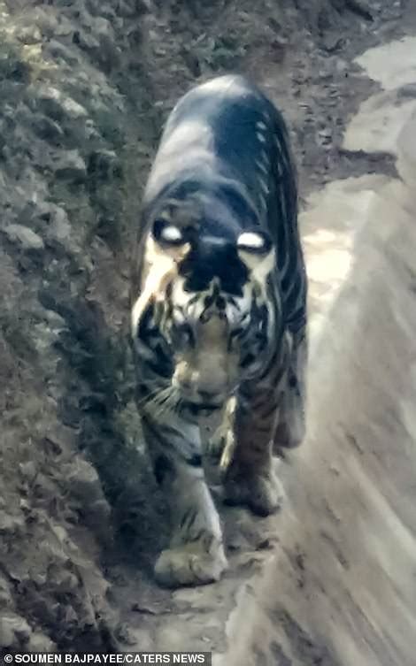 Ultra Rare Black Tiger Is Spotted In India Stunned Animal Lover