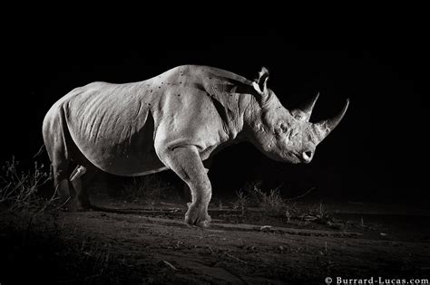 Incredible Photos Put You Face To Face With Kenyas Rhinos Film And