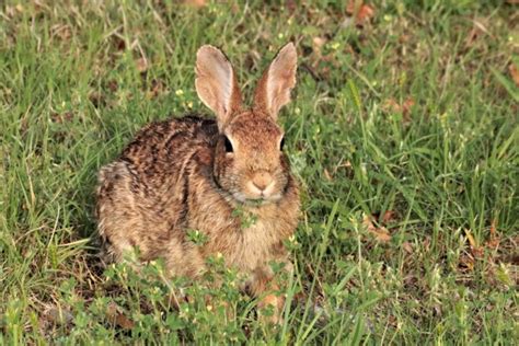 Cottontail Rabbit Eating Wildflower Free Stock Photo Public Domain