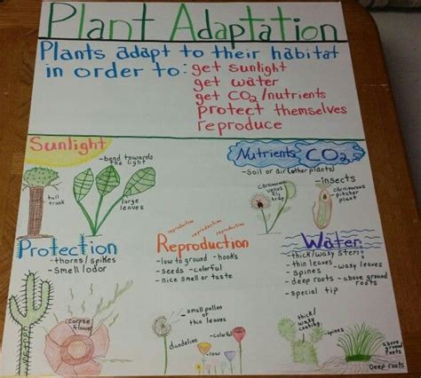 Plant Adaptations Anchor Chart Science Anchor Charts Plant