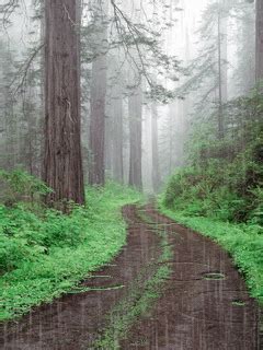 This collection presents the theme of rainy forest. PROSA - TRECOS E CACARECOS: CHUVA BOA!