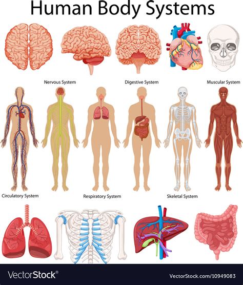 Los Sistemas Del Cuerpo Humano Human Body Systems Human Body Body