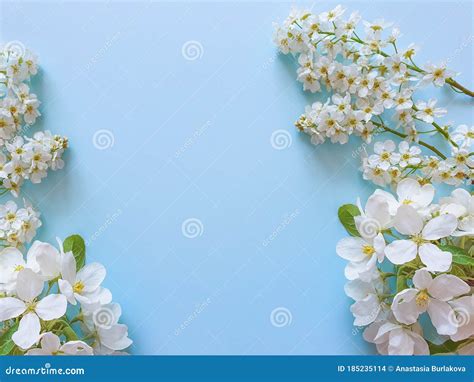 Floral Frame Of Small White Flowers On A Blue Background Stock Photo