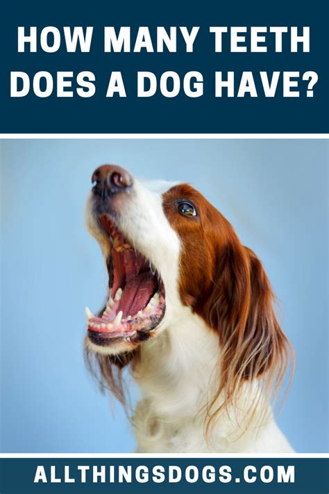 How Many Teeth Does A Dog Have Dog Dental Dog Anatomy Dog Teeth