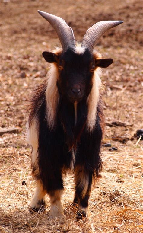 Nigerian Dwarf Billy Goat Mini Goats Cute Goats Farm Animals Cute