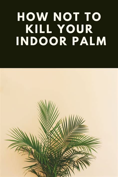 Indoor Palm Houseplant Care Guide Indoor Palm Palm Plant Care House