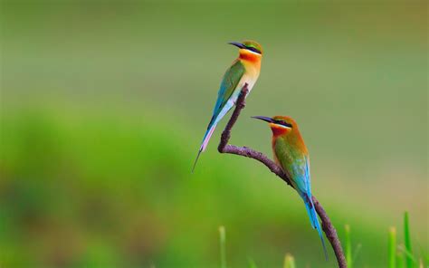 Birds Bee Eaters Nature Flowers Wallpapers Hd Desktop And Mobile