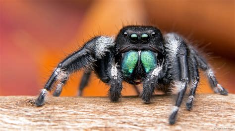 Bold Jumping Spiders The Infinite Spider
