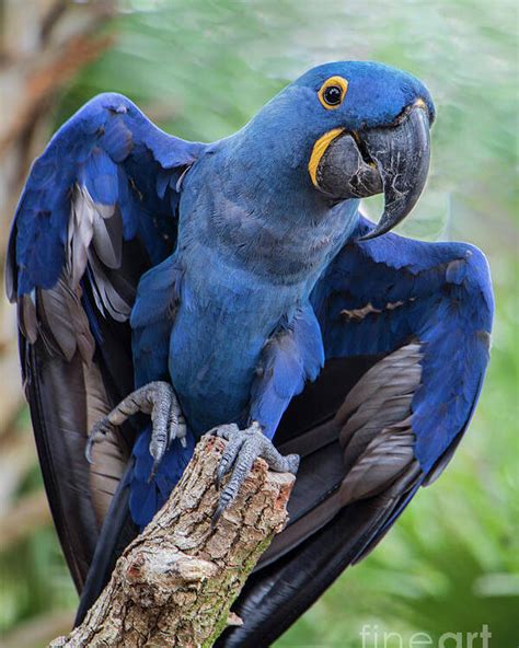 Purple Hyacinth Macaw