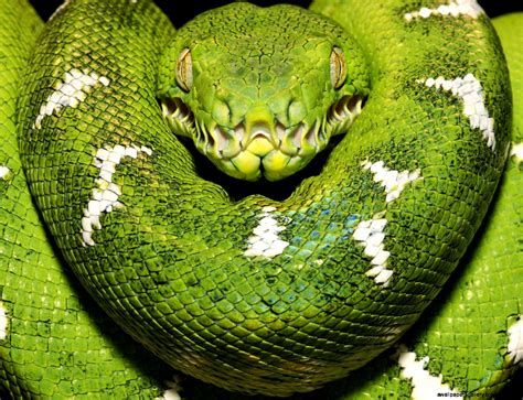 Rare Reptile Pets Wallpapers Gallery