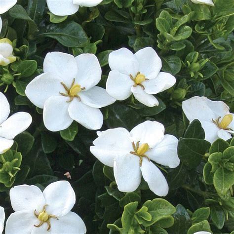 Indoor jasmines (jasminum polyanthum) is a great indoor plant for fragrance. How To Grow Jasmine Plant Indoor?? Read More!!!