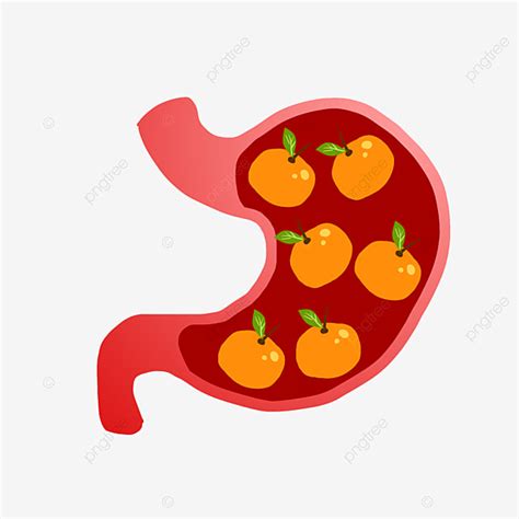 Stomach Illustration Png Transparent Stomach Illustration Filled With