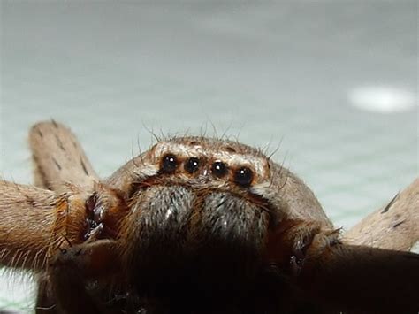 Sparassidae Huntsman Spider Dscf7018 Kingdomanimalia Phyl Flickr