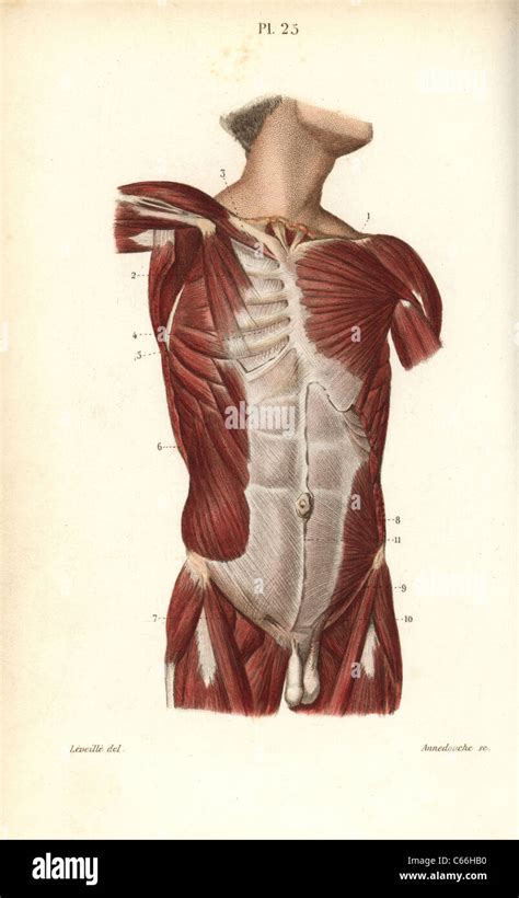 Muscles Of The Male Torso Stock Photo Alamy