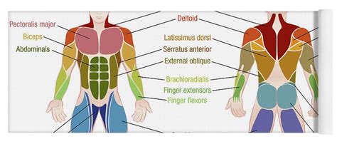 There are three types of muscle tissue in the human body: Diagram Of Body Muscles And Names - Learn how anatomical words are used to name muscles ...