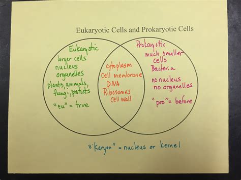 Venn Diagram On Photosynthesis And Cellular Respiration Eco Press