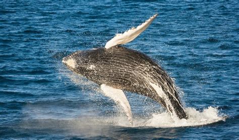 Humpback Whales Five Things You May Not Know Australian Geographic