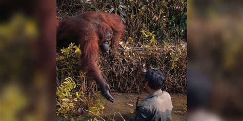 A Wild Orangutan Offers A Helping Hand To A Man Trapped In Mud