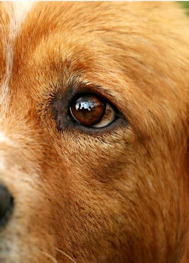 Episcleritis Redness In The White Of A Dogs Eye Dog Discoveries