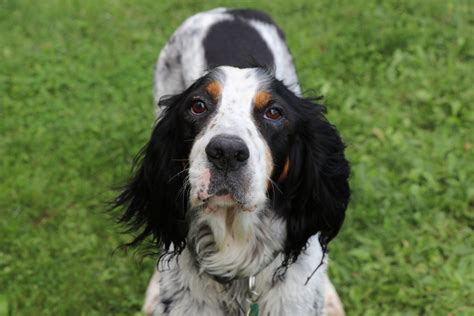 Same thing happened with my dog. Dog Is Vomiting Yellow Foam: What to Do | Canna-Pet®