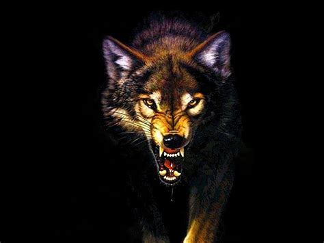 Wolf Face Wallpapers Wallpaper Cave