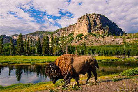 Bison Madison River Yellowstone Park Wyoming 2013