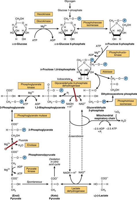 Glycolysis The Oxidation Of Pyruvate Bioenergetics The Metabolism