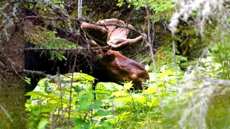 Isle Royale A Moose Close Up And Personal Gaining Life Experience