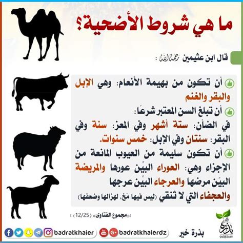 سنن الاضحية يبدأ وقت ذبح الأضحية من بعد صلاة العيد، وإذا ذبحها المسلم سنن الاضحية. ما هي شروط الاضحية ؟ - jadidepress