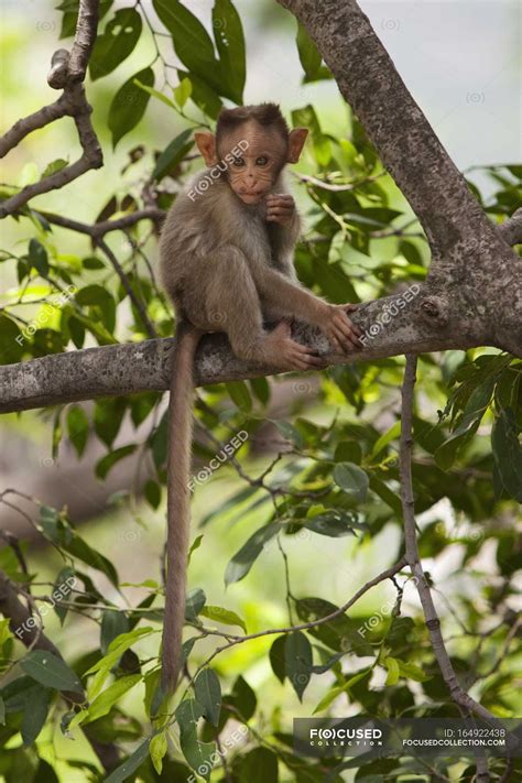 Monkey Perched In Tree — Live Background Stock Photo 164922438